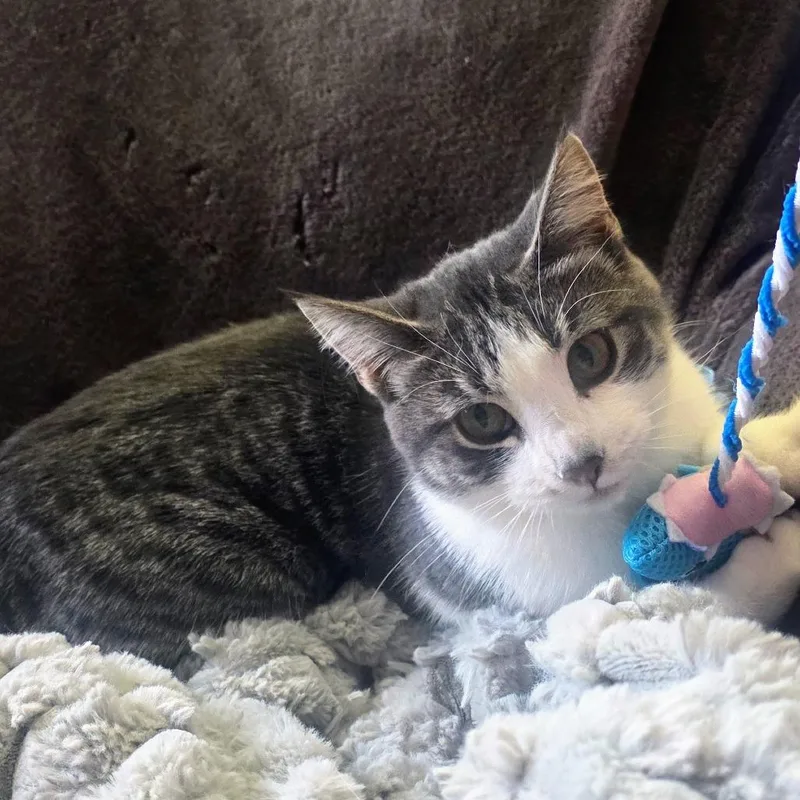 Miss Winifred Whiskers C thumbnail 2