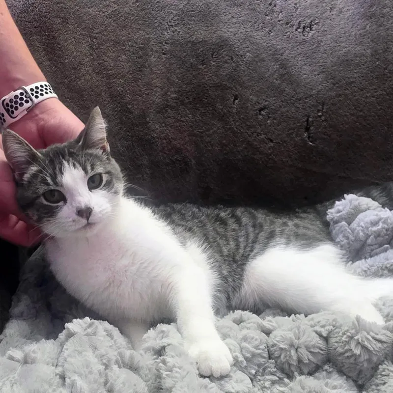 Miss Winifred Whiskers C thumbnail 3