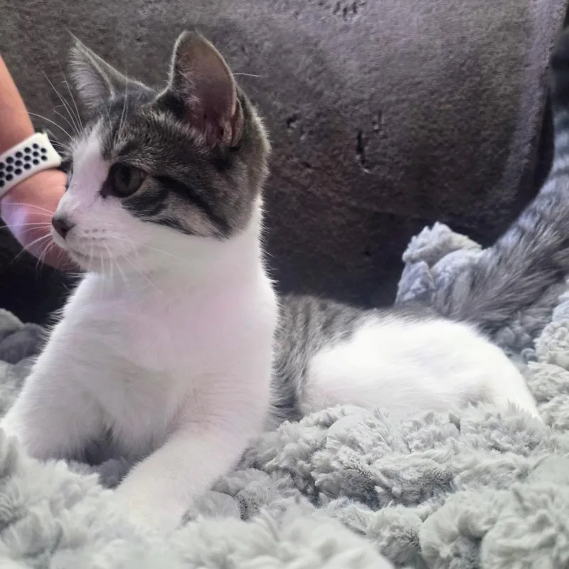 Miss Winifred Whiskers C thumbnail 4