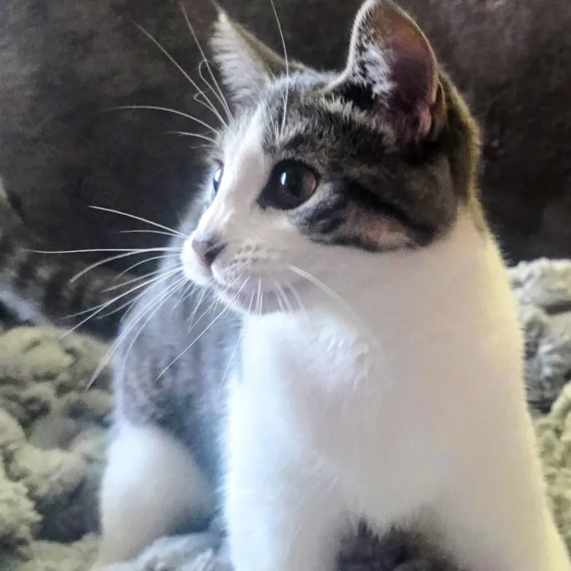 Miss Winifred Whiskers C thumbnail 5