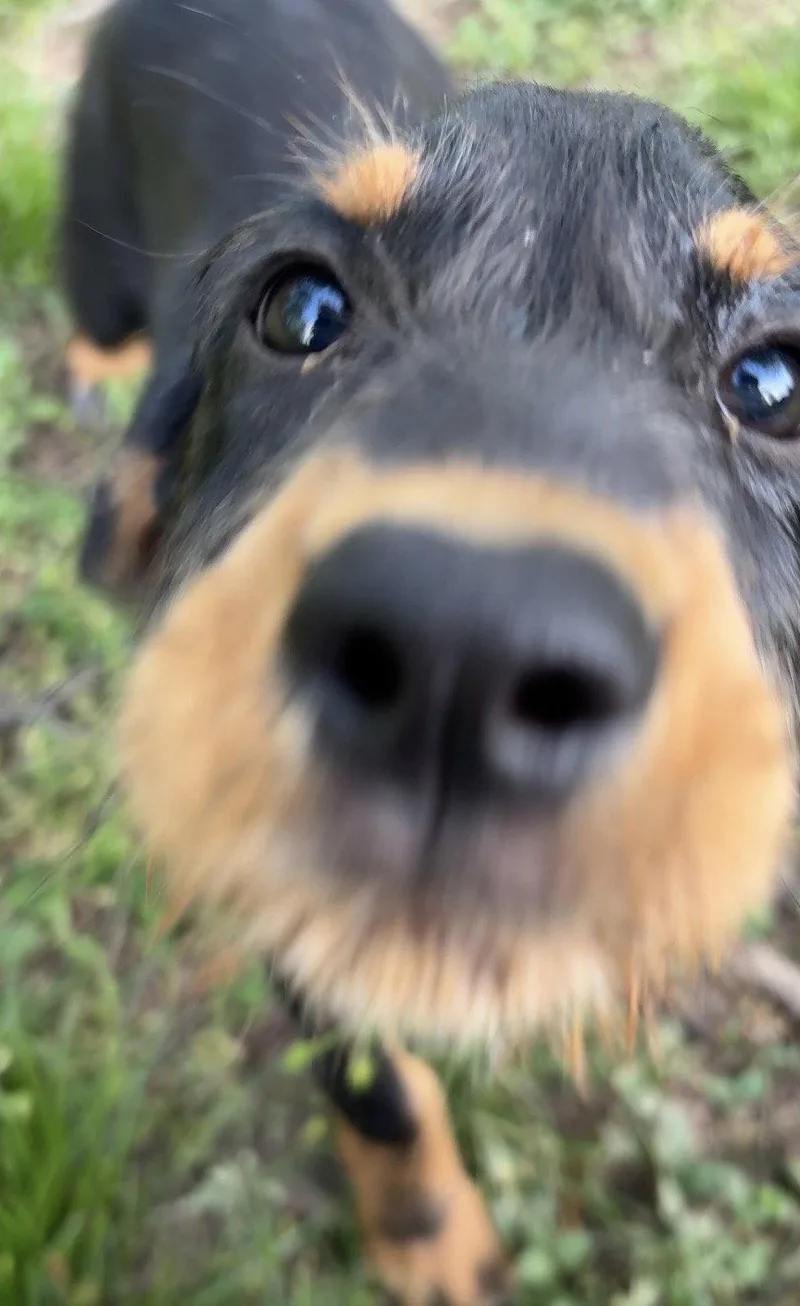 A young medium-sized female Terrier dog named Jellybean for adoption in Nashville, TN