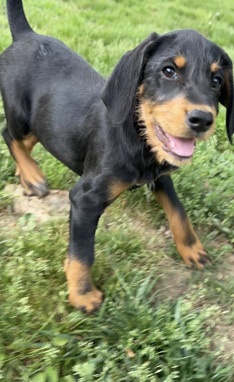 Jellybean thumbnail 2