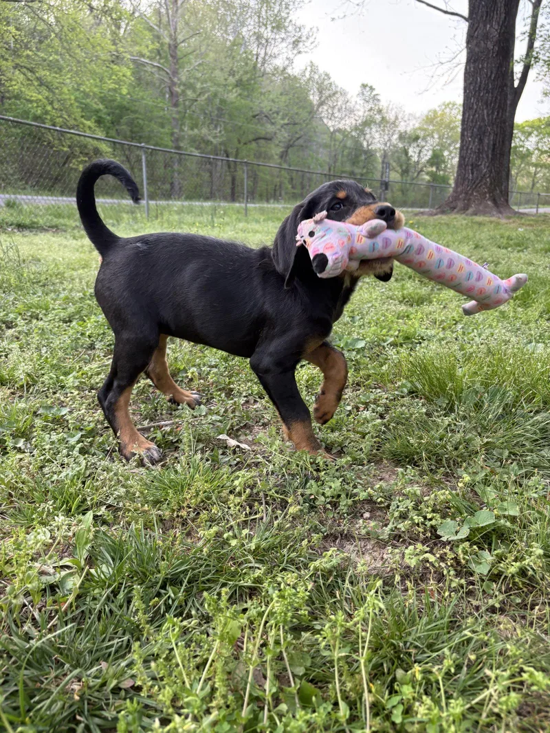 Jellybean thumbnail 3