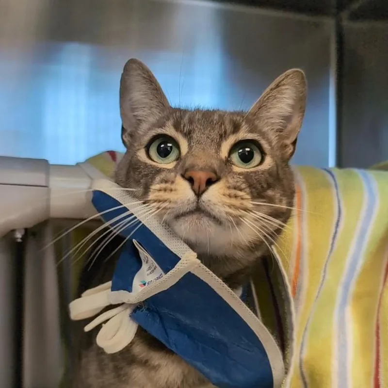 An adult large-sized male Gray / Blue / Silver Domestic Short Hair cat named Seltzer for adoption in Tacoma, WA