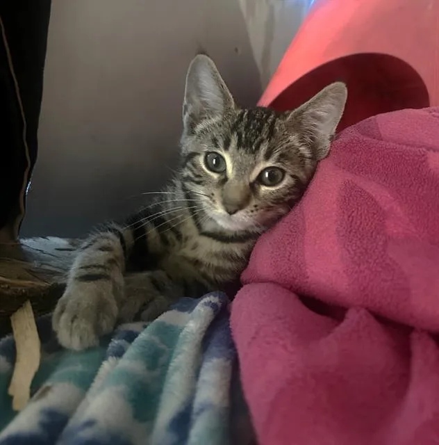 A baby small-sized male Domestic Short Hair cat named Franklin for adoption in Sacramento, CA