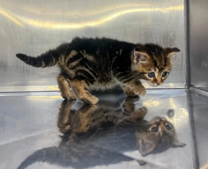 A baby small-sized male Domestic Short Hair cat named Grizzly for adoption in Murray, KY
