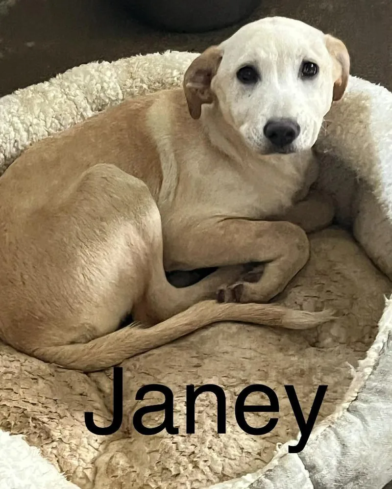 Janey