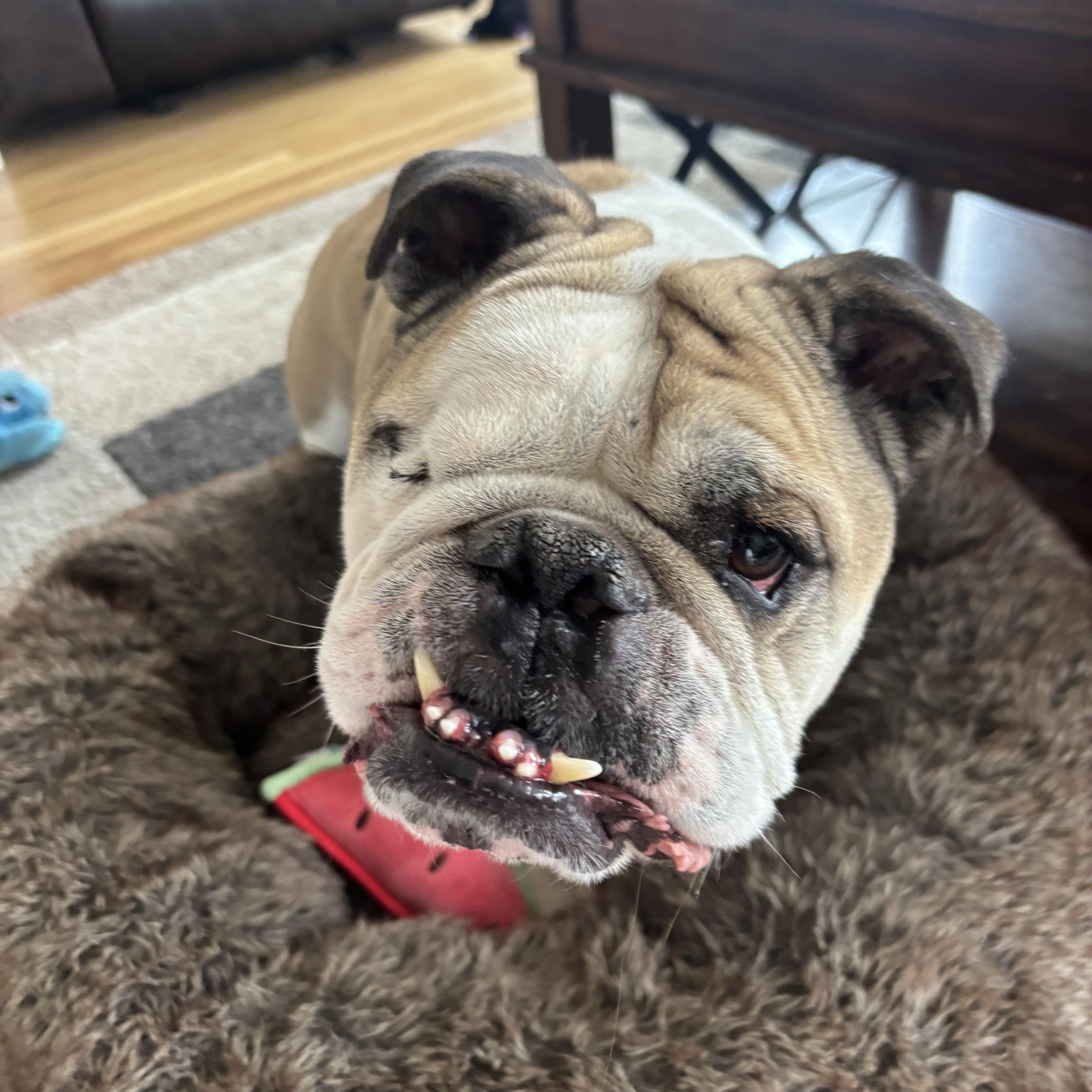 An adult medium-sized male White / Cream English Bulldog dog named Bruno for adoption in Longmont, CO