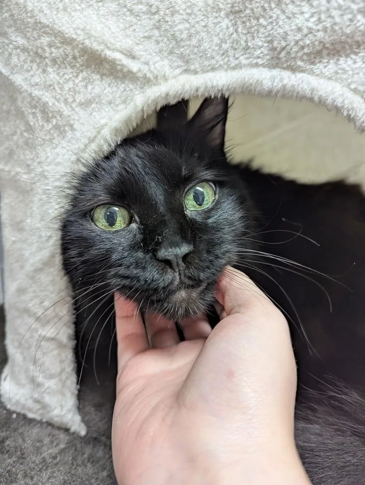 A senior large-sized female Black Domestic Long Hair cat named Misty for adoption in Fort Walton Beach, FL