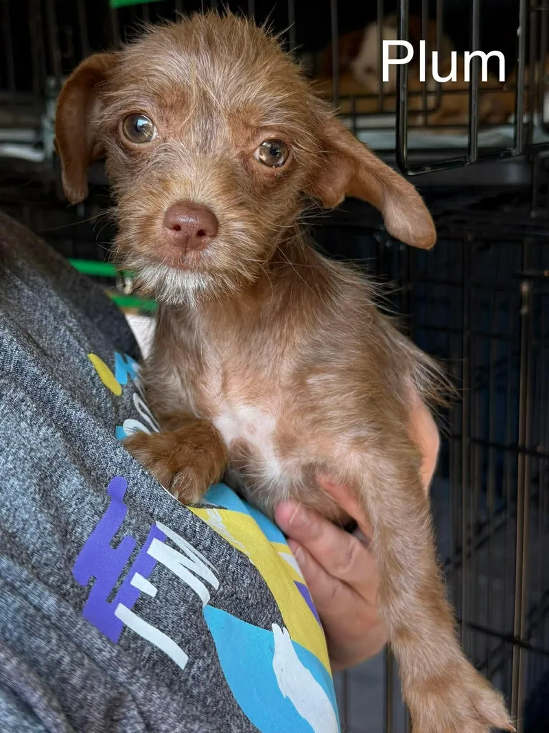 A baby small-sized female Cairn Terrier dog named Plum for adoption in New Baltimore, MI