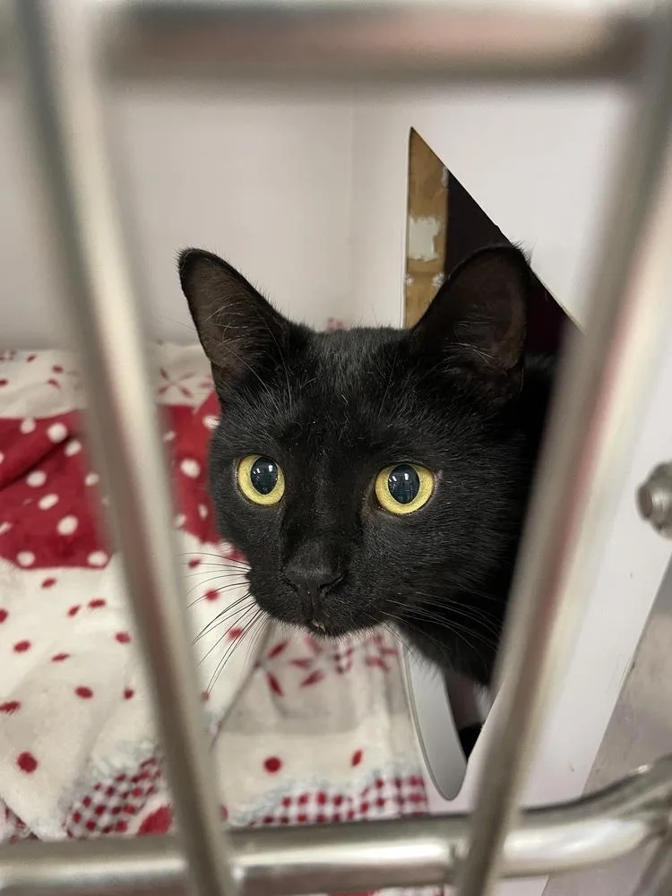 A young medium-sized female Black Domestic Short Hair cat named Roxie Eastend for adoption in Cary, NC