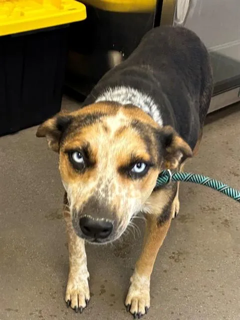 An adult large-sized female Australian Cattle Dog / Blue Heeler dog named Tortellini for adoption in Mesa, AZ