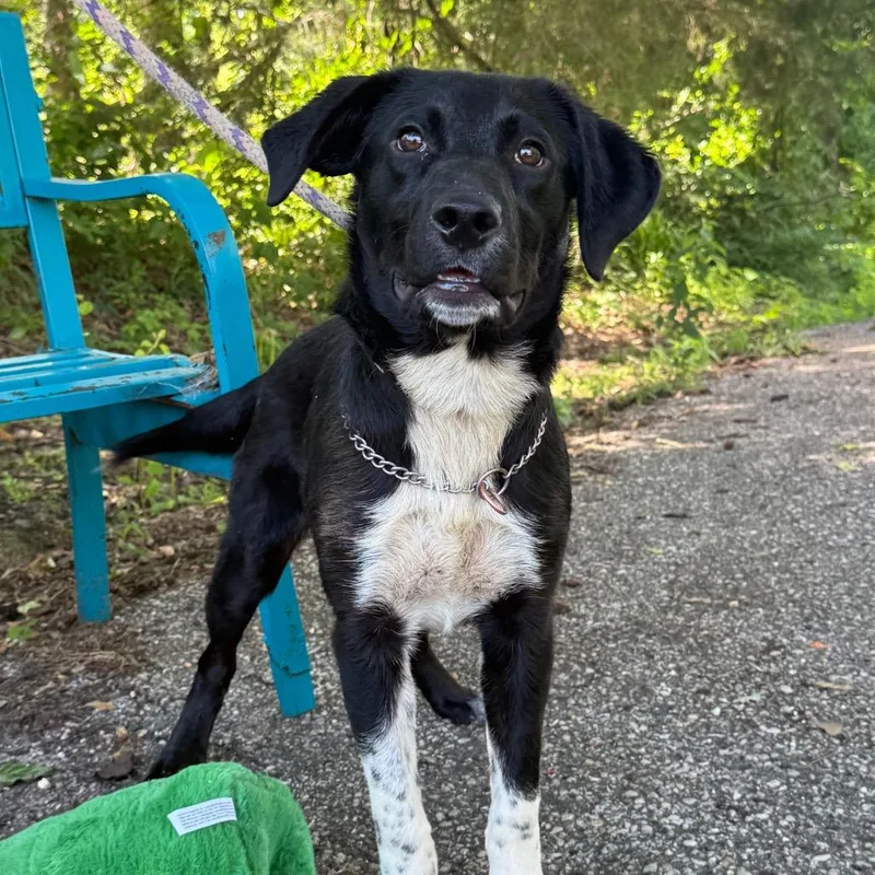 A young medium-sized female Black Mixed Breed dog named Renata for adoption in Monroeville, AL