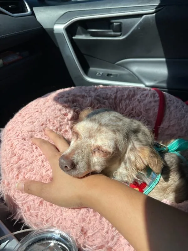 A senior small-sized female Chihuahua dog named Monique Shurray White for adoption in Blue Springs, MO