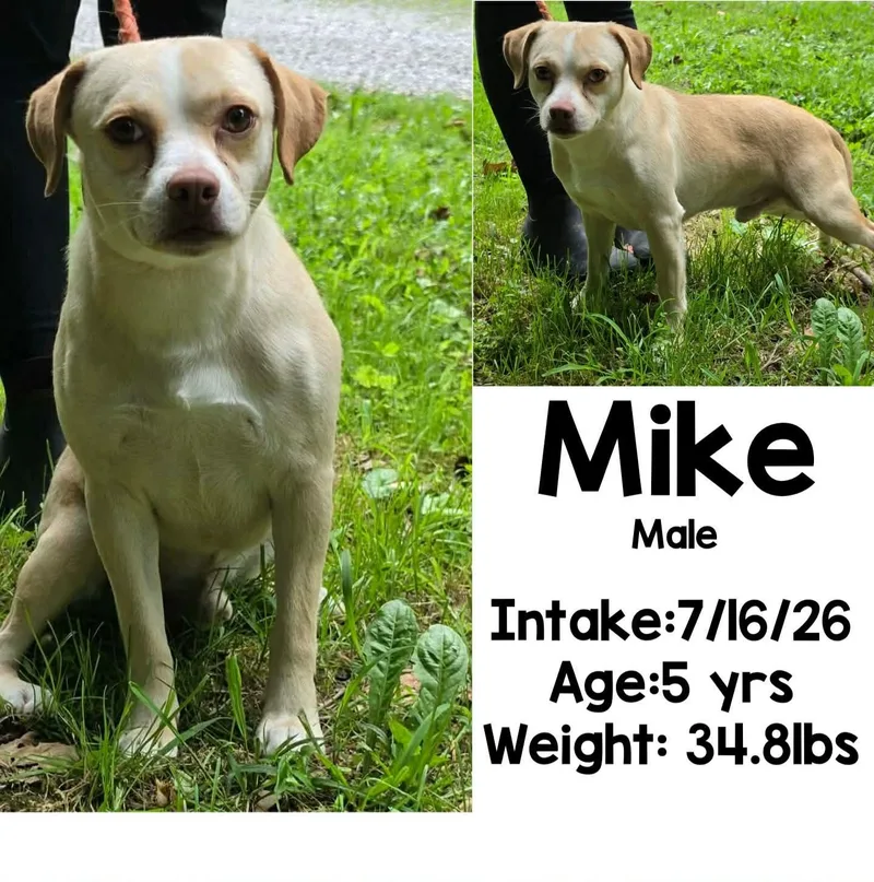 An adult medium-sized male Apricot / Beige Pug dog named Mike for adoption in Staffordsville, KY