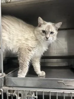 A young small-sized female American Shorthair cat named Snowball for adoption in Glen Rose, TX