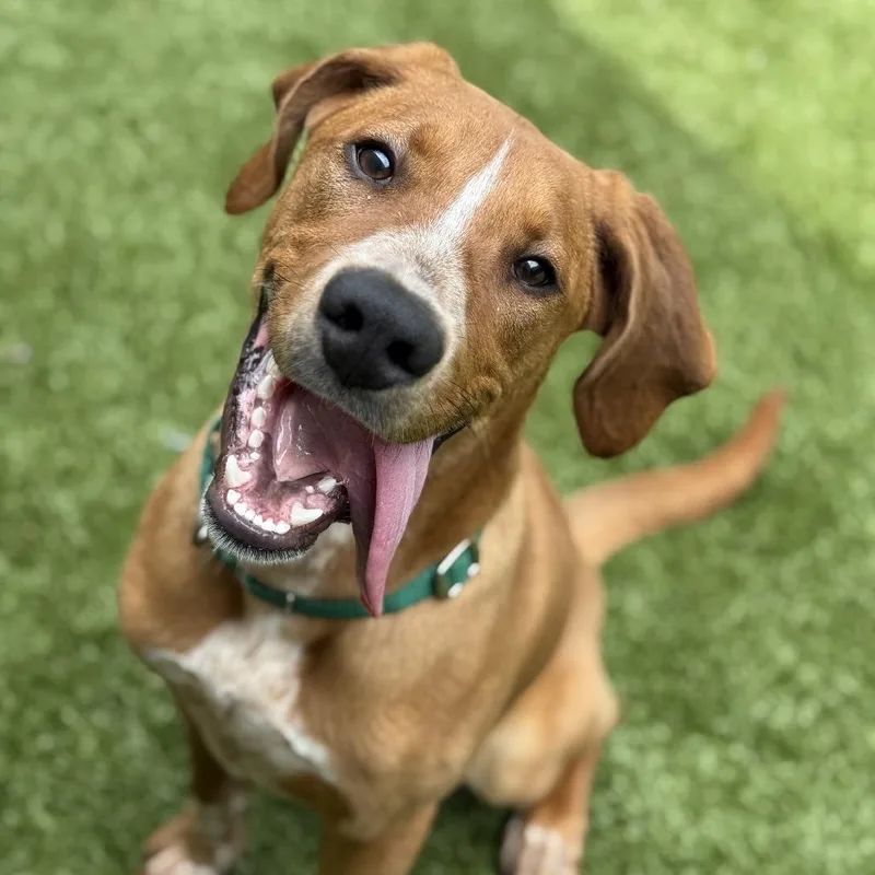 A young medium-sized male Red / Chestnut / Orange Hound dog named Red Panda for adoption in Greensboro, NC