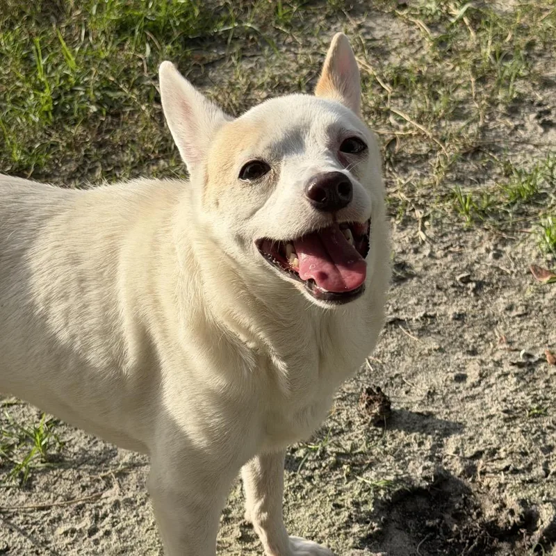 An adult small-sized male White / Cream Chihuahua dog named Soldier for adoption in Sarasota, FL