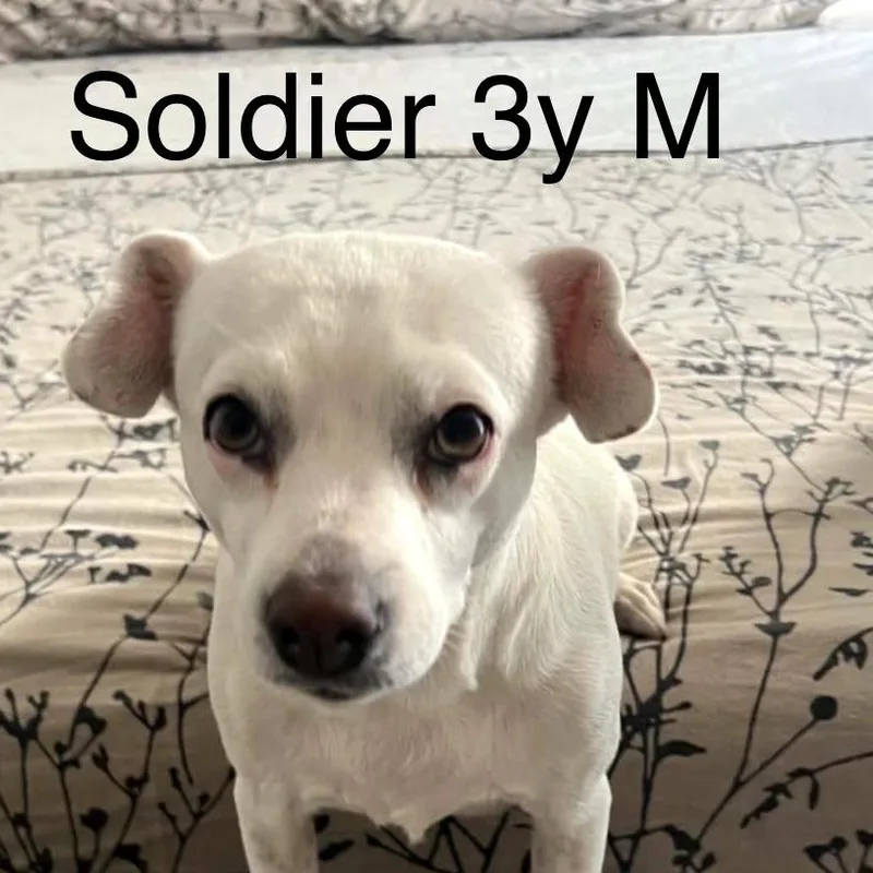 Soldier thumbnail 3