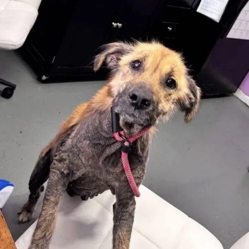 Pony Girl thumbnail 3