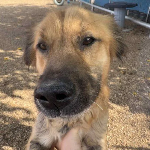 Pony Girl thumbnail 4