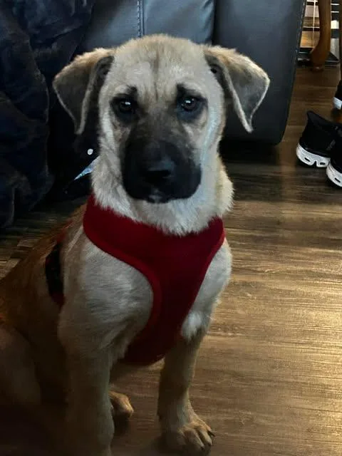 A young medium-sized male Apricot / Beige Mixed Breed dog named Sunny for adoption in Hopkinton, MA