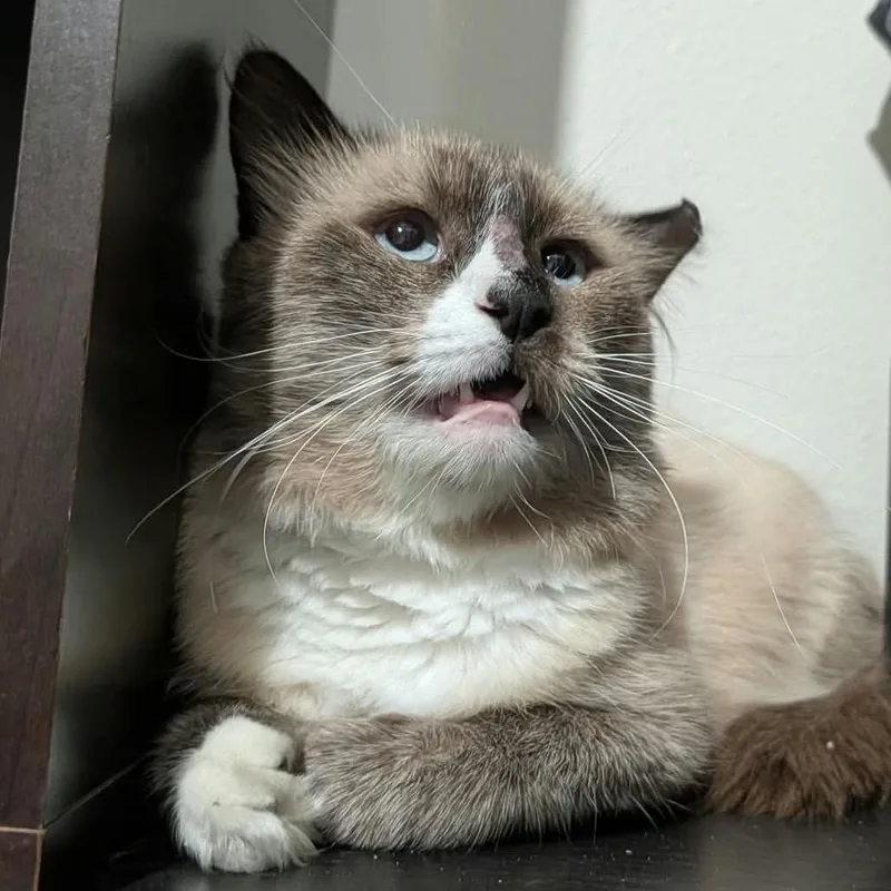 An adult large-sized male Seal Point Snowshoe cat named Seymour for adoption in Springfield, MO