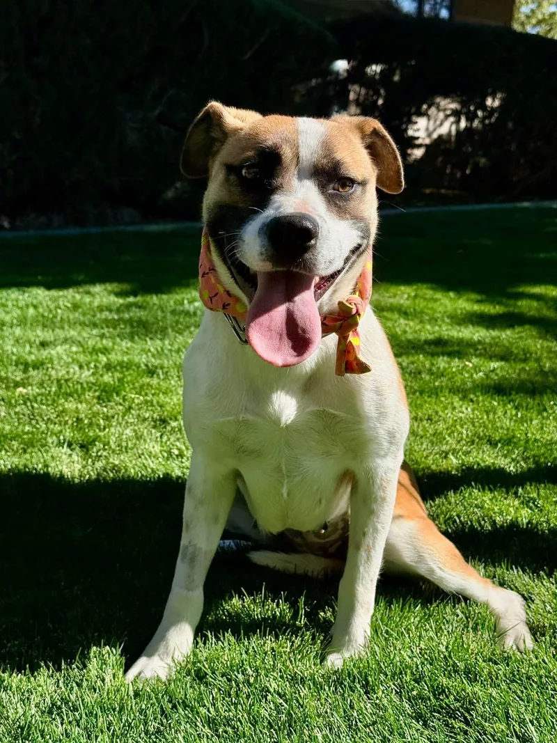 A young medium-sized female Tricolor (Brown, Black, & White) Pit Bull Terrier dog named Tilly for adoption in Gardnerville, NV