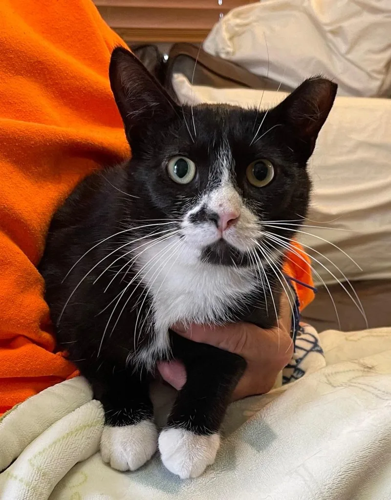 An adult medium-sized male Black & White / Tuxedo Domestic Short Hair cat named Smudge for adoption in Staten Island, NY