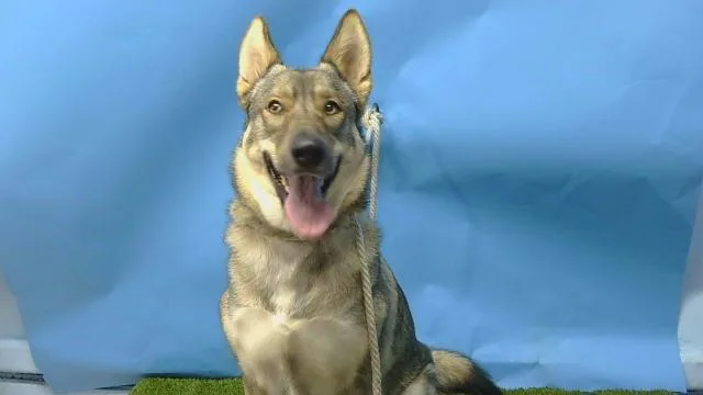 A young large-sized female German Shepherd Dog dog named Shiloh for adoption in Gardena, CA