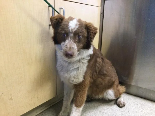 A young medium-sized male Australian Shepherd dog named Clover for adoption in Riverside, CA
