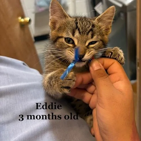 A baby small-sized male Domestic Medium Hair cat named Eddie C for adoption in Princeton, MN