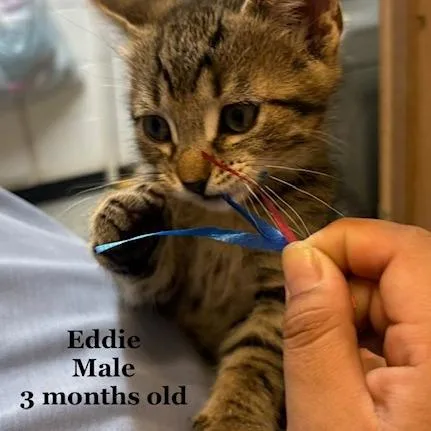 Eddie C thumbnail 3
