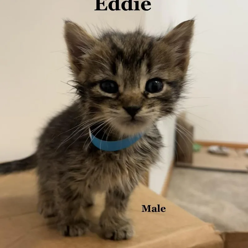 Eddie C thumbnail 4