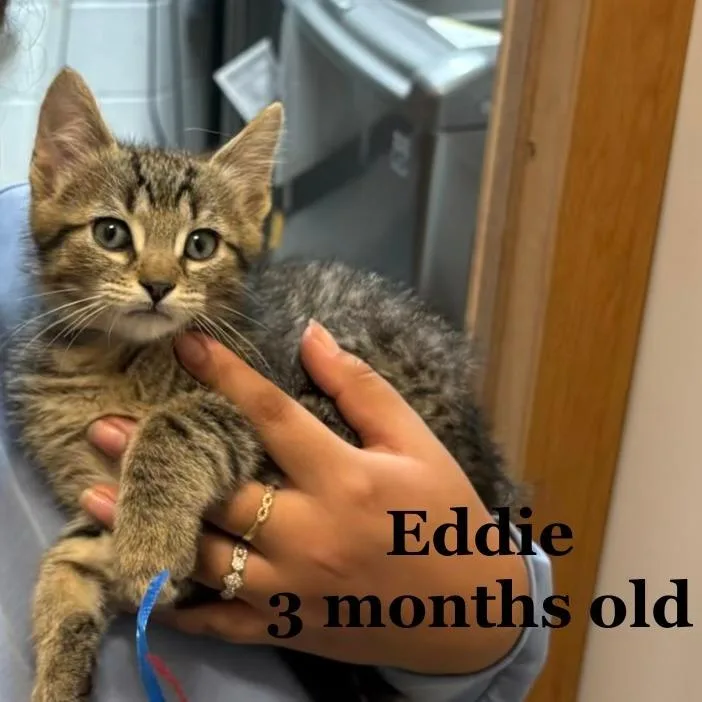 Eddie C thumbnail 5