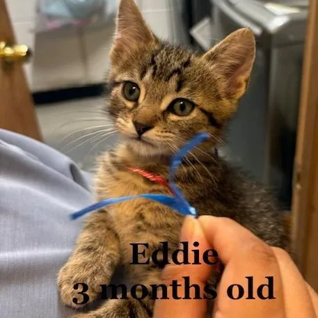 Eddie C thumbnail 6