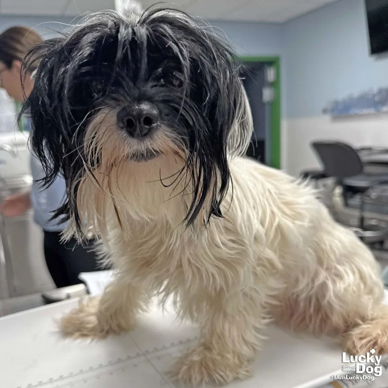 A young small-sized female Shih Tzu dog named Harley for adoption in Washington, DC