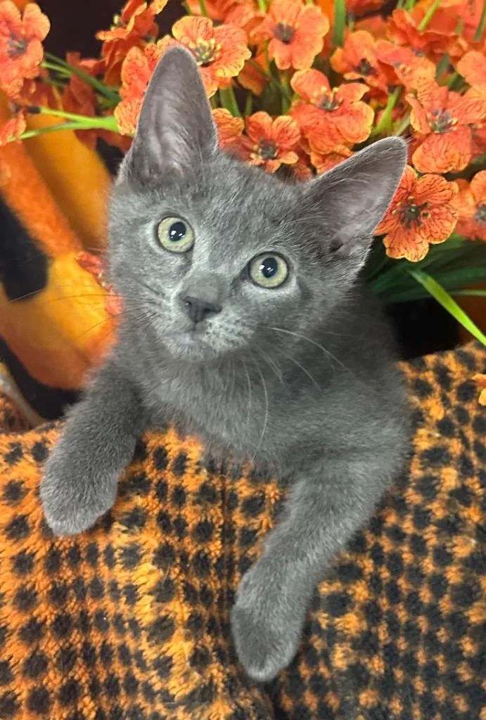 A baby small-sized male Domestic Short Hair cat named Earl for adoption in Stillwater, OK