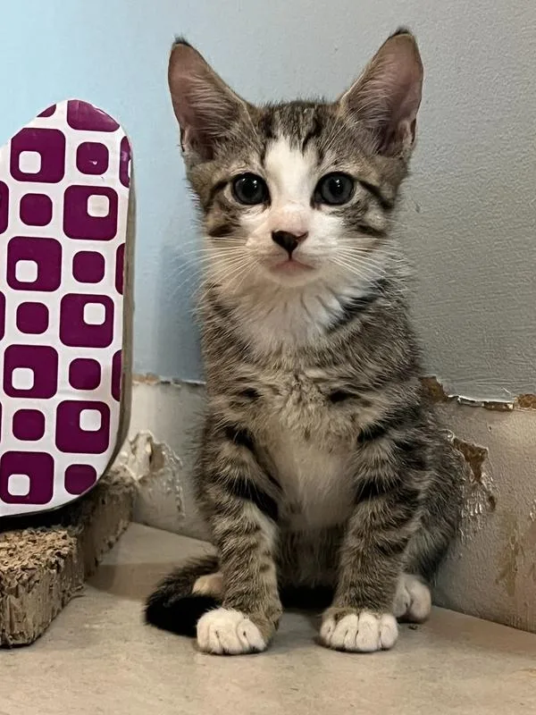 A baby small-sized male Domestic Short Hair cat named Hayes for adoption in Wellington, FL