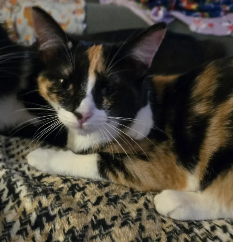 Sally Patches thumbnail 2