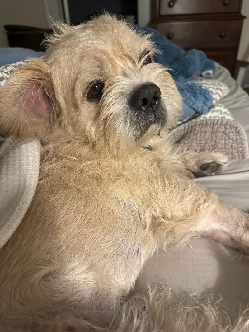 An adult medium-sized male Mixed Breed dog named Grobert for adoption in Savannah, GA
