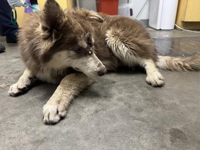 A young medium-sized female Siberian Husky dog named Franny for adoption in Los Angeles, CA
