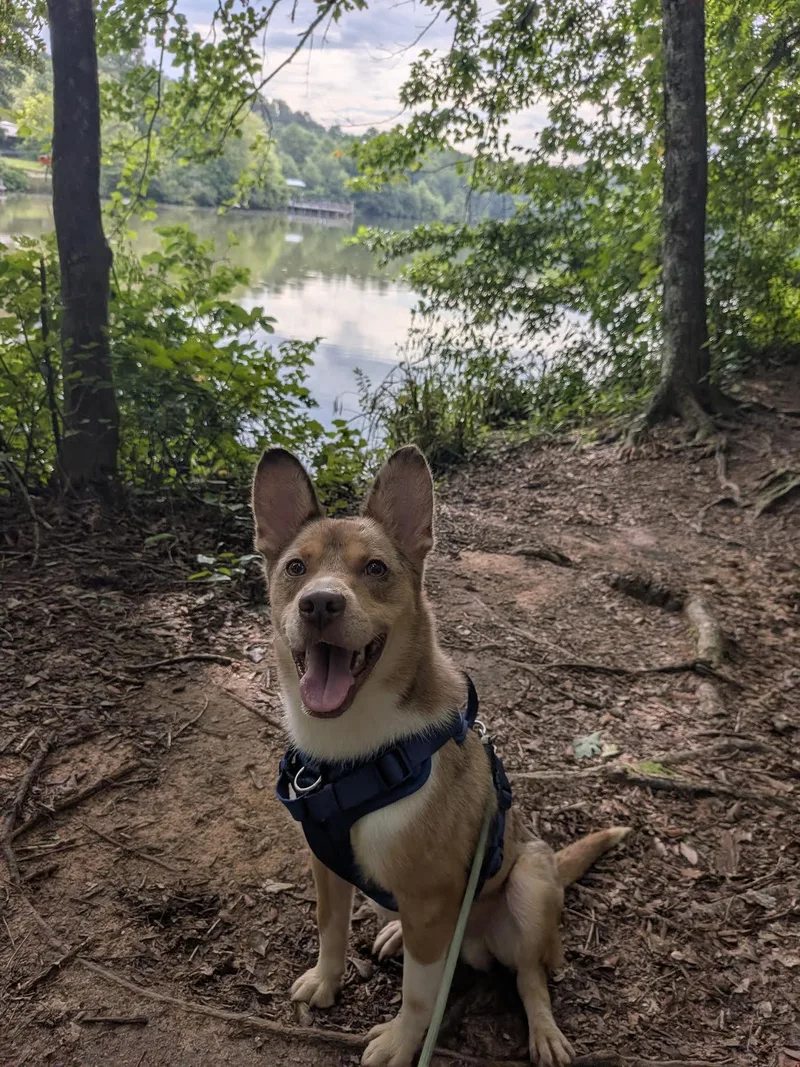 A young medium-sized male Australian Cattle Dog / Blue Heeler dog named Wile E for adoption in Cumming, GA