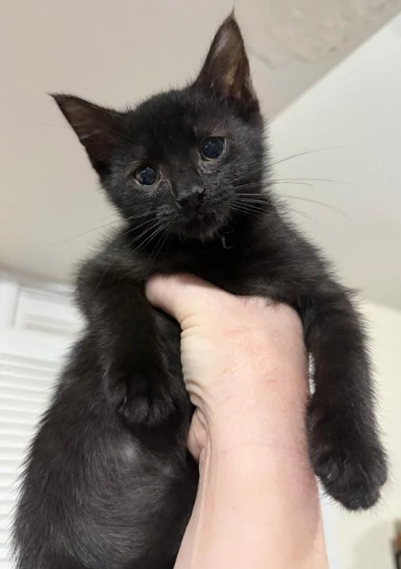 A baby medium-sized female Black Domestic Short Hair cat named Tempo for adoption in New York, NY