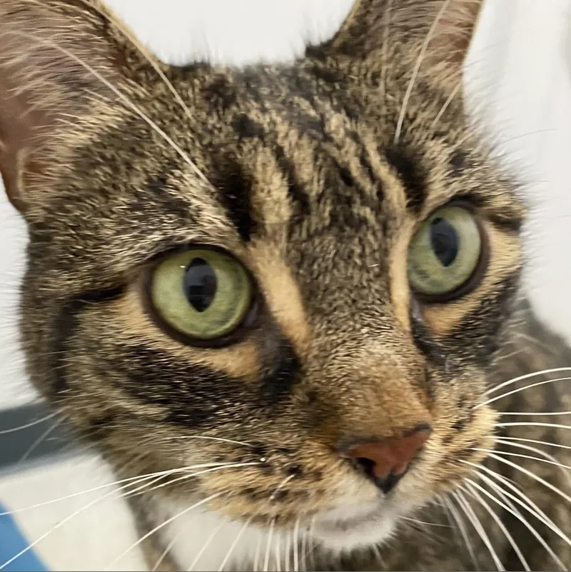 An adult large-sized female Brown / Chocolate Domestic Short Hair cat named Alice for adoption in Oyster Bay, NY