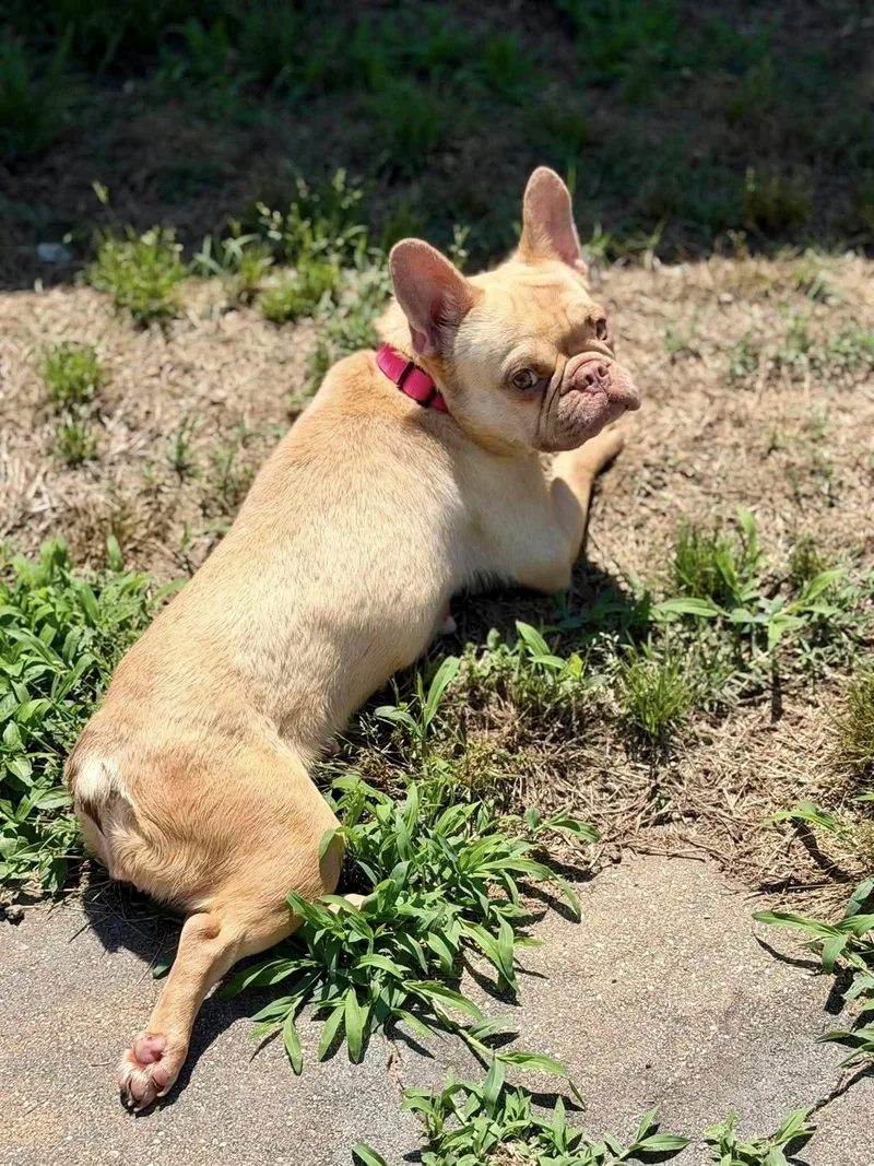 An adult small-sized female Yellow / Tan / Blond / Fawn French Bulldog dog named Chickpea for adoption in Yorktown, VA