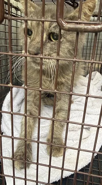 A senior large-sized male Domestic Short Hair cat named Gracie for adoption in San Antonio, TX
