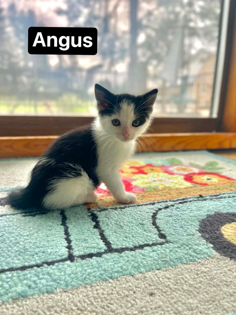 A baby medium-sized male Black & White / Tuxedo Domestic Short Hair cat named Angus for adoption in Davison, MI