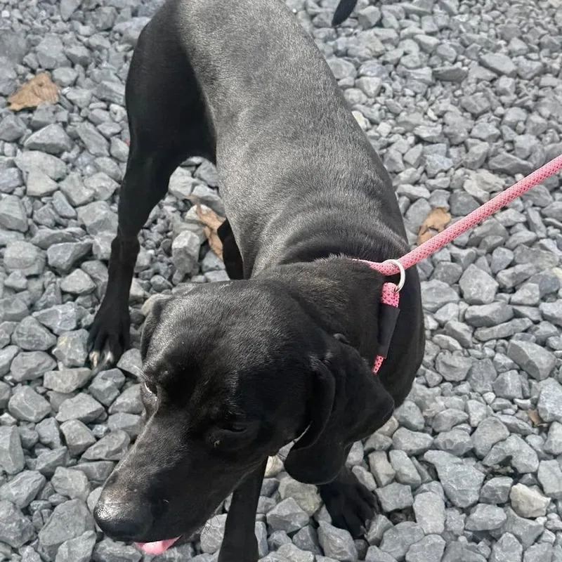An adult medium-sized male Black Labrador Retriever dog named Shadow for adoption in Frederick, MD