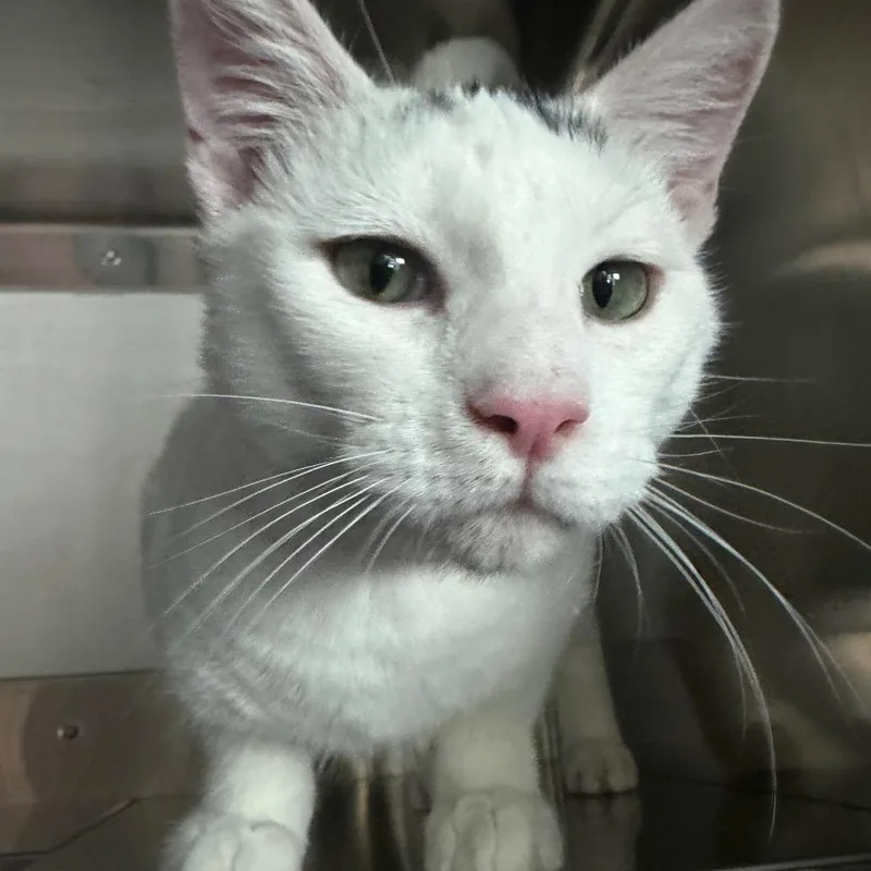 A young medium-sized male White Domestic Short Hair cat named Cloud for adoption in Lakewood, CO